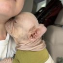 핑크강아지 이미지