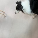 다양하개 이미지