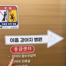 이음동물의료센터 | [동탄 특수동물 병원] 동탄이음동물의료센터에서 김용안 수의사님한테 도마뱀 진료보고 왔어요.