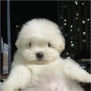 청주 강아지 분양 리몽드 퍼피 켄넬 이미지