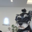 신길S동물의료센터 이미지