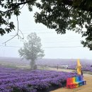 거창 감악산 아스타국화축제 이미지