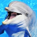 돌고래 이미지