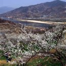 시문- &#34;봄에 찾아오는 소리&#34; 외에 봄꽃모음과 봄에 가볼만한 축제장 이미지