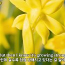 Neil Diamond - Sweet Caroline 이미지