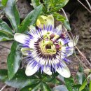 성읍리-3 이미지