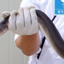 김포민물장어구이 이미지