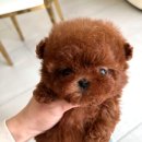 도로시 퍼피 이미지