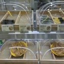 병아리김밥광주신가점