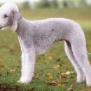 바르다펫 대전점 이미지