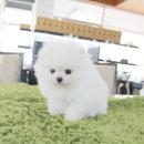 착한애견분양강아지 수원광교본점 이미지