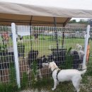 스토리펫(Story pet) 이미지