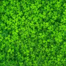 클로버(CLOVER) 이미지
