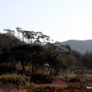 소나무풍경 이미지