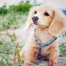 닥스훈트(DACHS HUND) 이미지