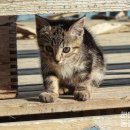 해운대 24시 동물의료원 이미지