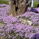 서산초등학교 이미지