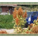 홍연농장 이미지