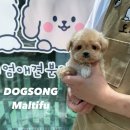 청담비비약국 | 말티푸[왕자님]&#39;비비&#39; 서울말티푸분양,구월동말티푸분양