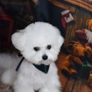 포비 펫 살롱 이미지