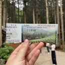 상죽청경로당 | [보성여행] 6월 대한다원 녹차밭 🍵 - 관람코스/전망대/포토존📸