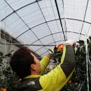 관우농장 이미지