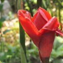 횃불생강(Torch Ginger).(이명 : 토치진저.불꽃생강.큘립생강.토치생강.왁수플라워.밀랍꽃생강.붉은생강백합.붕가칸탄(재배식물) 이미지