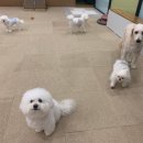 상주호텔 | 24시간상주 하는 송도애견호텔 유치원 후기