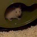 골든햄스터분양 탬펫 강남점 이미지