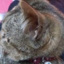 시보건소 이미지