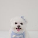 마이미미 반려견미용실 이미지