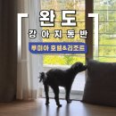 주식회사 루미아호텔앤리조트 | 완도 신지도 강아지동반 숙소 루미아 호텔 리조트 #내돈내산