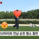 2025 순천 댕댕트레인 이미지