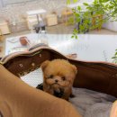 토이켄넬(Toy kennel) 이미지