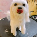 퍼피몽몽 이미지