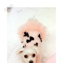 졸리쇼 | 강아지옷 구매후기[수제애견의류 졸리쇼]