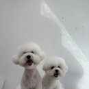 댕댕읍 멍멍리 이미지