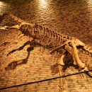 고생대자연박물관 이미지