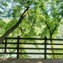 초록1세천 이미지