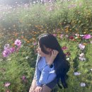 메밀꽃 화장실 이미지