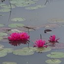 맹골마을 | 녹우당에 가면 ...