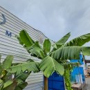 (주)바나나10 이미지