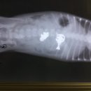 애경 동물병원 이미지