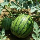 숲속옹달샘도서관 이미지