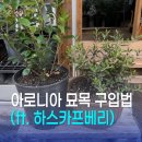 월드블루베리와 아로니아농장 | 아로니아 묘목 구입 방법, 하스카프베리 함께 키우는 법
