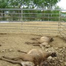 성락농장 이미지