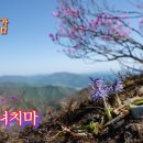 빗물(채은옥 노래 : 크로메틱하모니카 연주)_숙은처녀치마 이미지