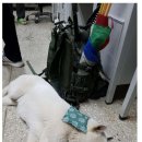 키워주시개 이미지