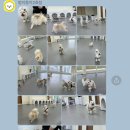 멍지중지 이미지