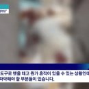 (피주의) 두눈을 훼손 테러 학대당한 강아지 구조.. 이미지